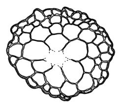 Archidium elatum, stem cross-section. Drawn from R.E. Beever s.n., 28 Aug. 1990, CHR 620816.
 Image: R.C. Wagstaff © Landcare Research 2014 
